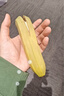 黄胖子进口香蕉650g 实拍图