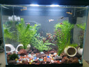 疯狂水草（FKSC）真水草鱼缸造景套餐净化水质懒人鱼缸水草植物直接入缸蜈蚣草 百搭组合C【适合30-50缸】 实拍图