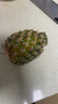 正宗海南金钻凤梨新鲜水果当季树上熟芒果凤梨【催熟食用】 1粒装单果500g-650g【7成熟，催熟再吃】 实拍图