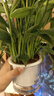 年宵花【热销款】白掌一帆风顺盆栽水培植物绿植过年装饰摆件年货 【店主推荐】特级白掌6-8株带花+早安盆+营养液 实拍图