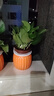 【绿萝盆栽】吸甲醛净化空气水培绿植物懒人花卉好养搬家礼物全 【畅销2盆】绿萝+橙色南瓜盆自吸水 整体含盆高度20-25cm 实拍图