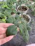 京东物流花盆绿植盆栽青山盆控根盆透气树脂塑料多肉月季大号花盆 控根5号（口径24cm）2个盆 不带托盘 实拍图