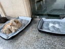 憨憨乐园狗窝猫窝XXL号宠物房子狗狗用品狗垫子屋四季大型犬垫床加大号 实拍图