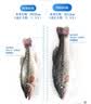 【吊水鱼】鲜活冲浪河鲈鱼400g/条 实拍图