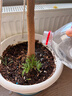 史丹利粗椰壳砖椰砖营养土进口脱盐椰糠土兰花植料月季养花通用型 实拍图