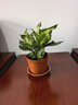 玛丽安水培植物万年青好养盆栽室内富贵竹办公室客厅花卉净化空气 玛丽安25-30厘米3棵【不含瓶】 实拍图