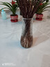 玻璃花瓶透明植物插花瓶水培容器大花瓶装饰客厅摆件 透明水波纹20*6*9 1个装 实拍图