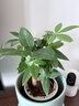 发财树盆栽大植物室内办公室桌面客厅小盆景招财树苗绿植花卉盆栽 三杆发财树 5-8cm【繁星吸水盆】 【送肥料】 实拍图