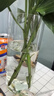 吕姆克玻璃花瓶水养插花瓶水培富贵竹客厅花瓶摆件透明直筒款25cm5517 实拍图