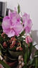 年宵花春节蝴蝶兰盆栽花苗桌面装饰花卉植物四季好养绿植过年货 粉色系蝴蝶兰-裸苗（带花苞+半开放） 晒单实拍图