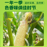 十月稻田 白甜糯玉米 8根 4.16斤 东北鲜黏玉米棒 低脂早餐苞米 杂粮礼盒  实拍图