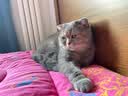 GO！SOLUTIONS无谷九种肉全猫粮8磅/3.63kg多肉成猫幼猫通用原装进口 实拍图