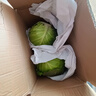 京鲜生山东新鲜绿甘蓝净重5斤单果200g+卷心菜甘蓝新鲜蔬菜 源头直发 实拍图