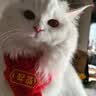 祈晴猫咪围脖猫咪围巾小猫围脖宠物围巾新年饰品狗狗过年圣诞小狗围兜 锦鲤款【招财】 可调节（5-20斤） 实拍图