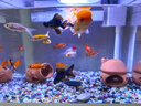 派乐特 鱼缸造景装饰躲避屋异型鱼繁殖陶罐摆件虾窝 蘑菇 实拍图
