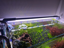 吉印刀锋s鱼缸灯led灯防水全光谱鱼缸照明灯水草灯小型超白鱼灯56cm 实拍图