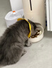 meoof觅凹蛋卷自动喂食器猫咪狗狗投食机定时定量带陶瓷碗wifi版 实拍图