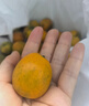 京鲜生 融安金桔/脆蜜金柑小糖豆 净重1斤 单果18g起 生鲜水果 实拍图