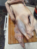 王氏正德 农家散养大白鹅整只 新鲜冷冻鹅肉嫩鹅土鹅 大鹅生鲜 大鹅净重8-9斤 实拍图