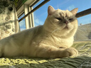 财咪宠物猫咪狗狗用品鼻支窝咳提高免疫力增强体质乳铁蛋白200片 实拍图