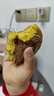 鑫炳记太谷饼三晋老字号山西特产中式蛋糕点心休闲小吃零食礼包早餐食品 【太谷原产】原味50g*40包/独立包装 实拍图