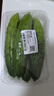 【水果菜】东北旱黄瓜约550g 实拍图