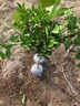 颜怒正宗嫁接砂糖橘子树苗无籽蜜橘树苗盆栽地栽果树苗南方北方种植 正宗砂糖橘子 四年当年结果 实拍图