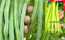 春秋无架豆种子无架豇豆种籽庭院阳台盆栽地栽易种活蔬菜豆角种籽 无架豆种子【2包约100粒】 原厂封装 实拍图