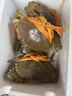 【活蟹】掌昕鲜三门青蟹 全母蟹（6-7两/只）3只 海鲜活螃蟹过年春节送礼品盒源头直发 实拍图