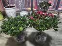 【莎之槿园艺】杜鹃花苗盆栽带花苞四季开花不断室内观花卉绿植植物老桩大棵好养 特大盆西玛杜鹃花+(不含盆)带花苞发货 含盆 实拍图