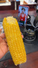 灶小美【绿色食品】黄糯玉米棒 260g*8根 甜黏粘苞米 粗粮早餐 实拍图