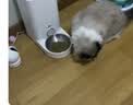 纯刻 B40低温烘焙猫粮无谷全价成猫幼猫专用干粮0谷物低敏鲜鸡肉配方 3kg【3包常备装】送猫条+罐头体验装 实拍图