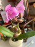 年宵花春节蝴蝶兰盆栽花苗桌面装饰花卉植物四季好养绿植过年货 粉色系蝴蝶兰配小号树脂飞碟套盆 实拍图