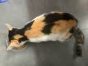 狼力克狼力克幼猫成年猫通用营养均衡美味性价比全价猫粮猫粮 【豪华盛宴10拼】超高性价比 5斤*1袋【店主推荐款】 实拍图