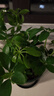 【八方来财】发财树鸭脚木盆栽四季常青桌面防辐射花卉盆景 八方来财25-35厘米4颗【原盆】 送肥料 实拍图