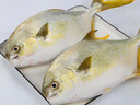 翔泰 海南金鲳鱼净重900g 2条装  年货节鱼类生鲜 火锅食材 海鲜水产  实拍图