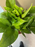 双盟绿萝盆栽除甲醛花卉绿植办公室新房净化空气 120款10盆源头直发 实拍图
