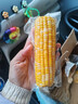 京鲜生甘肃水果玉米220g*8棒真空甜玉米棒低脂代餐免煮开袋即食源头直发 实拍图