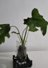 年宵花富贵竹龙鳞春羽水培植物春节过年装饰绿萝盆栽花卉绿植年货 精品春羽20-25cm【1棵】送营养液 实拍图