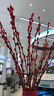 【红色招财银柳】干花真花鲜枝耐寒年宵花水培花卉室内摆放装饰花 60厘米【30支】送灯笼 实拍图