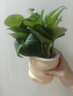 特价绿萝盆栽室内客厅办公室吸甲醛净化空气水培植物绿植花卉好养 【1盆】绿萝+早安吸水盆 整体含盆高度20-25cm 实拍图