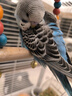 朗缤 鹦鹉活体鸟活物虎皮鹦鹉宠物活鸟玄凤鹦鹉手养鸟会说话幼鸟幼崽 宝石蓝虎皮1只 实拍图