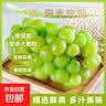 海南正宗阳光玫瑰葡萄脆甜青提无籽晴王葡萄新鲜现摘葡萄尚进 净重3斤特级果（单果10-12g） 实拍图
