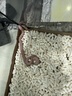 SMVP玉米蛇活物真蛇宠物蛇爬宠幼体翠异宠青白化蛇宠无毒黑王暴风雪盲 幽灵白边布鲁克【苗】 实拍图