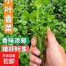 【随种随吃】调料菜种子组合春季四季易种耐热阳台盆栽通种蔬菜 小叶香菜种子2包约2000粒 一包约1000粒 实拍图