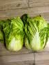 【霜打菜】新鲜大白菜黄心大白菜更甜早餐火锅超市京东包邮 6-8斤含箱 实拍图