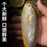 舟山海捕小黄鱼野生细麟小黄鱼新鲜速冻生鲜鱼类火锅食材 1500g（约15-18条/斤） 实拍图