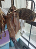 京东京造  深海鳕鱼片100g海味休闲小鱼干鱼零食烤鱼片孕妇海鲜 实拍图