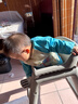 三条小鱼宝宝餐椅多功能可折叠便携儿童餐桌椅婴幼儿小孩可调节吃饭桌座椅 牛油果绿【折叠+万向轮+调节】 实拍图