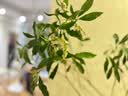 临雅马醉木水培植物鲜切枝条盆栽活树室内小绿植日本吊钟树苗客厅水培 60cm-70cm+50-60cm一枝+吊牌 实拍图
